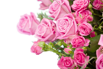 Beautiful pink roses on white background