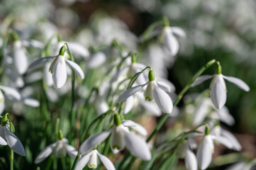 Beautiful first flowers snowdrops in spring forest.  The arrival of spring. 