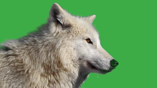 Polar wolf on green screen