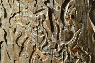 Background, texture: the trunk of an old tree, which was eaten by larvae