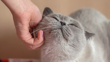 cat gets pleasure from hand caresses