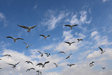 seagulls flying in the blue sky