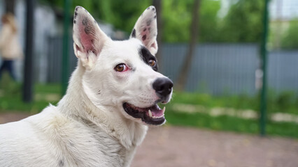 white purebred dog looks into the distance