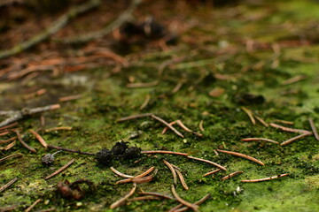 Moss on the stump of an old tree
