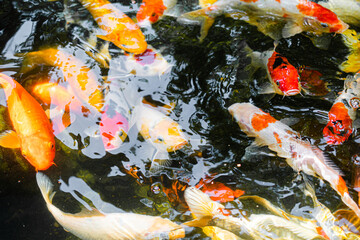Many colorful Koi fishs in pool. Koi or more specifically nishikigoi