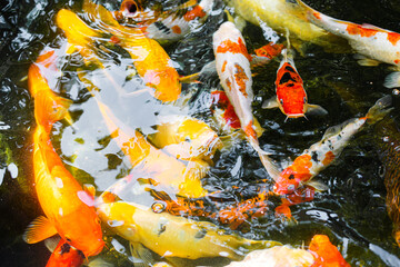 Many colorful Koi fishs in pool. Koi or more specifically nishikigoi	
