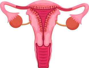 Female reproductive system with main parts