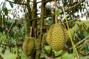 durians on the durian tree in organic durian orchard .  famous fruit of eastern Thailand
