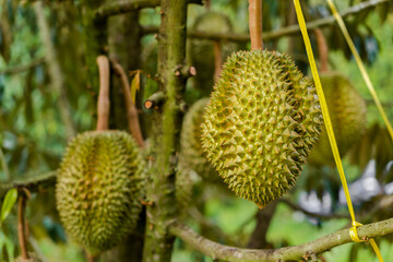 durians on the durian tree in organic durian orchard .  famous fruit of eastern Thailand