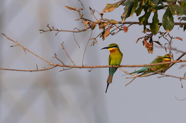 Bee Eater