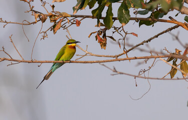 Bee Eater