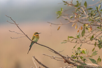 Bee Eater