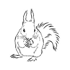 Hand drawn squirrel. Retro realistic animal isolated. Vintage style. Doodle line graphic design. Black and white drawing mammal. Vector sketch. Christmas animal.