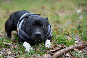 Portrait d'un chien de race Staffordshire Bullterrier couché dans l'herbe avec son bâton