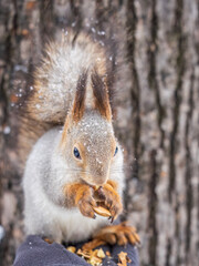 Fototapeta premium Squirrel eats nuts from a man's hand. Caring for animals in winter or autumn.