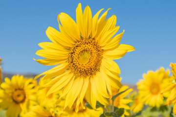 Obraz premium Yellow Sunflower blooming field natural background