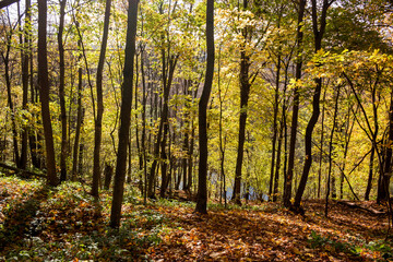 Fototapeta premium Steep descent on a slope in a picturesque autumn forest, golden autumn
