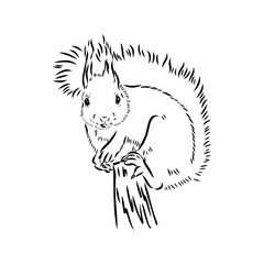 Hand drawn squirrel. Retro realistic animal isolated. Vintage style. Doodle line graphic design. Black and white drawing mammal. Vector sketch. Christmas animal.