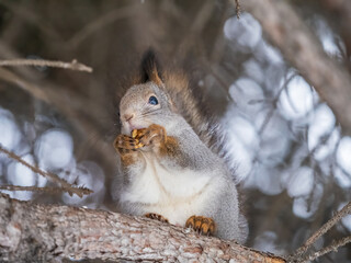 Obraz premium The squirrel with nut sits on tree in the winter or late autumn