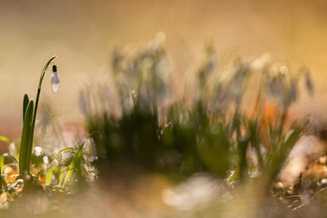 Fototapete bei efototapeten.de bestellen   