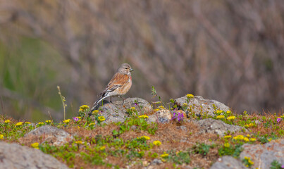 little bird watching around on the stone, Common Linnet, Linaria cannabina	