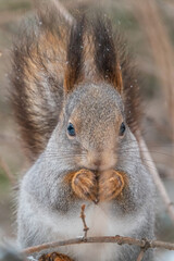 Fototapeta premium The squirrel with nut sits on tree in the winter or late autumn. Portrait of the squirrel close-up