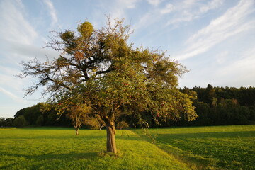 Fototapeta na wymiar Apfelbaum mit roten Äpfeln und Misteln