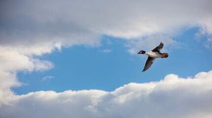 Fototapeta na wymiar duck floating in the air, Common Goldeneye, Bucephala clangula