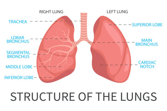 Human lungs system, lung Anatomy, structure of the lungs. Vector illustration of the human respiratory system.