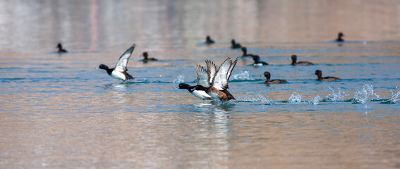 waterfowl in motion in the water, Tufted Duck, Aythya fuligula
