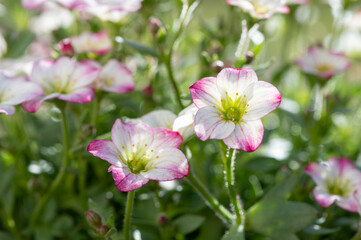 Gros plan sur des jolies petites fleurs blanches et roses éclairées par un soleil d'été