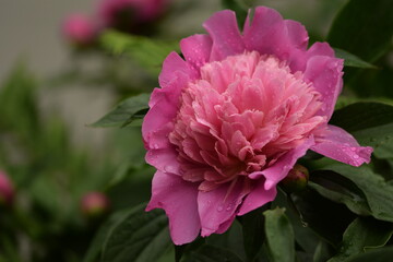 Pink peony blooming full flower, green leaves, flower closeup, bokeh background with space for text.
