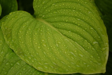 Green leaves for background. natural green background, nature texture, leaf on water drops.