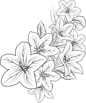 bouquet of  Campanula Bellflower, Easy flower coloring pages, bellFlower zentangle art easy sketches with decorative doodle outline design for adult coloring pages
