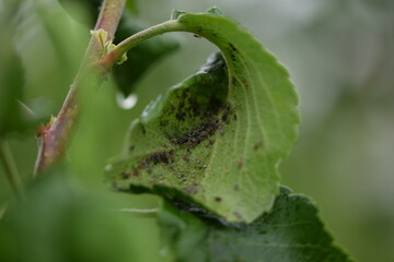 Aphids on apple leaf. closeup. Rosy apple aphids on the inside of the leaf. Agricultural pests in...