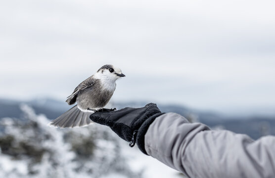 bird on hand
Gray jay in hand on the summit of Mount Jackson, New Hampshire