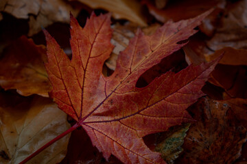 red orange autumn maple leaf on the ground