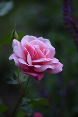 Pink rose Bonica 82, blooming pink rose.
