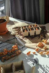 Garden,gardening home. Girl replanting green pasture in home garden.agriculture,indoor garden,room with plants banner Potted green plants at home, home jungle,Garden room gardening, Plant room