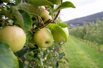 Apple orchard. Picture of ripe apples in the garden ready for harvest, morning shot. High quality photo
