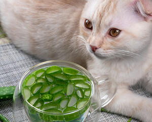 Top view of cutest white semi Scottish fold kitten lying next to a glass cup with double walls with aloe vera slices in water on blurred background of grey and white texture with aloe vera leaves