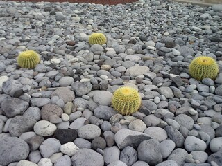 cactus in the desert