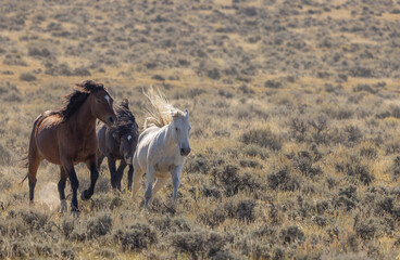 Beutiful Wild Horses in Autumn in the Wyoming Desert
