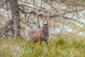 Naklejka na ściany i meble Beautiful male roe deer (Capreolus capreolus) with moulted fur standing in an alpine meadow against a background of larch trees. Alps mountains, Italy. May.