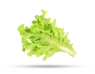 Fresh salad green lettuce leaves falling in the air isolated on transparent background. PNG