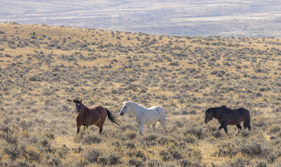 Beutiful Wild Horses in Autumn in the Wyoming Desert