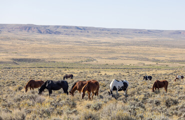 Naklejka na ściany i meble Beutiful Wild Horses in Autumn in the Wyoming Desert