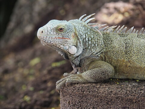 Green Iguana relaxing in the sun in the Caribbean - reptile - wild animals