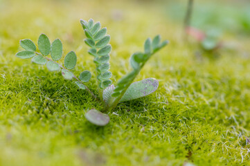 Macrophotographie d'une petite plante verte sur son lit de mousse