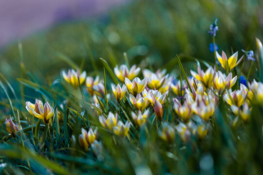Yellow and purple tulips field close-up. Tulipa biflora flowers. Floral background for design, postcards, posters, banners. Delicate petals on a green background. Romantic wallpaper